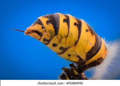 Extreme Magnification - Wasp Body With Stinger