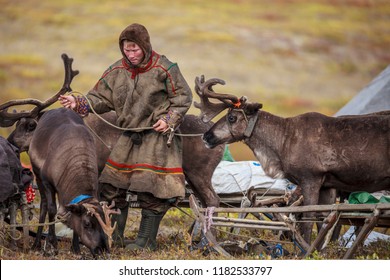 The extreme north, Yamal,   reindeer in Tundra , open area, assistant reindeer breeder,  the men  in national clothes