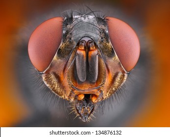 Extreme sharp close up portrait of fly taken with microscope objective