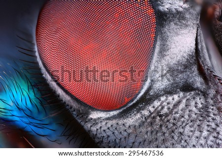 Extreme sharp and detailed fly compound eye surface taken at extreme magnification with Mitutoyo microscope objective.