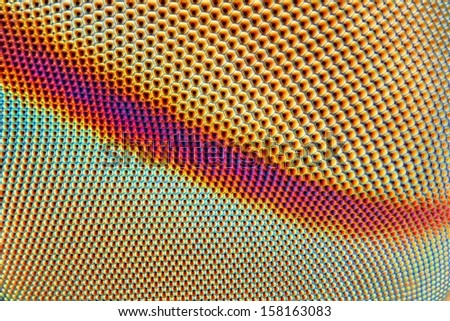 An extreme sharp and detailed microscopic close up of the compound eye of a horse fly taken with microscope objective.