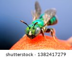 Extreme sharp and detailed portrait of Small carpenter bee, Ceratina (Pithitis)   macro, It has a colorful body, stand on the branch, eye  and face are very clear. This take from supermacro equipment.