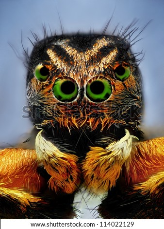 Extreme sharp portrait of jumping spider with green eyes taken with microscope lens