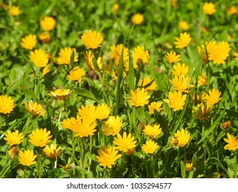 Extreme zoom with beautiful bokeh effect on lovely spring flowers in blossom