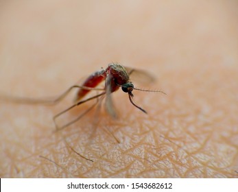 Extremely close up of female mosquito puncturing human skin with proboscis to suck blood. Spreading of disease by mosquito. Selective focus on eyes and antenna of mosquito.