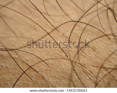 Extremely Close up of strands of hair rooted in skin showing Detailed textures of skin pattern. Selective focus shot. Hair healthcare concept.