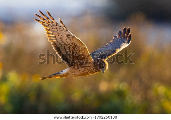 Extremely close view of a female hen harrier\
(Northern harrier) flying in beautiful light, seen in the wild in\
North California.