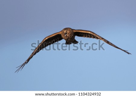 Similar – Awesome bird of prey in flight