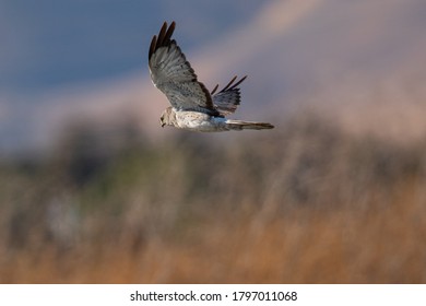Extremely close view of a male hen harrier gliding while hunting, seen in the wild in North California - Shutterstock ID 1797011068