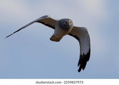 Extremely close view of a male Northern harrier flying in beautiful light, seen in the wild in North California - Powered by Shutterstock