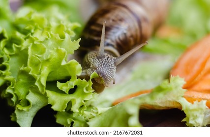 Extremely close-up snail eating a green leaf, differential focus. - Powered by Shutterstock