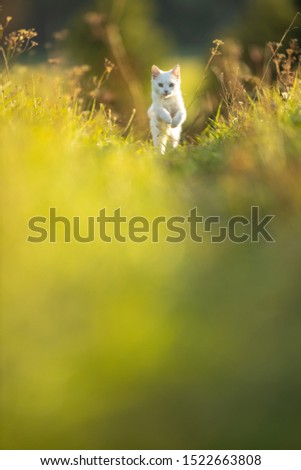 Similar – Image, Stock Photo Cheer up! Animal