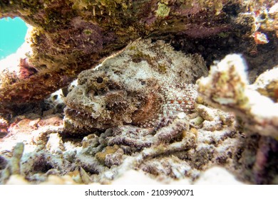 Extremely Dangerous Scorpionfish Scorpaenidae Resting Under A Coral Ledge