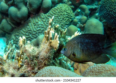 Extremely Dangerous Scorpionfish Scorpaenidae Resting On The Coral