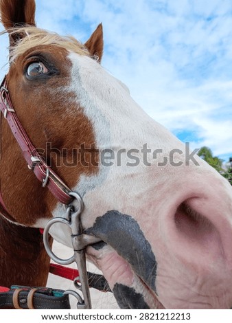 An extremely funny and curious wide-angle close-up portrait of a brown and white horse. The distorted lens effect emphasizes the muzzle and nose for a humorous and engaging animal shot