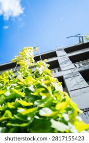 Extremely low angle perspective looking up at green climbing plants growing on a modern building facade under a bright blue sky with sunlit leaves