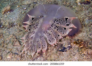 Extremely Rare Find Of Predatory Sea Slug                              