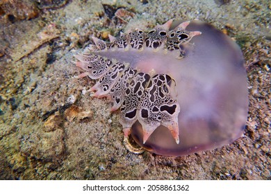 Extremely Rare Find Of Predatory Sea Slug                              