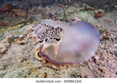 Extremely Rare Find Of Predatory Sea Slug                              