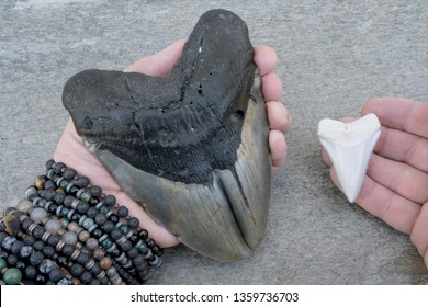 Extremely Rare Megalodon Shark Pathological Double Tooth (Gemination)  And Modern Great White Shark Tooth