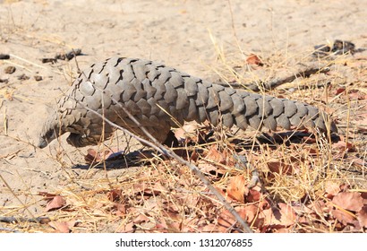 Extremely rare sighting of a wild African Pangolin while on safari in Hwange National Park, Zimbabwe. Pangolins are trafficked for their scales for the Asian market