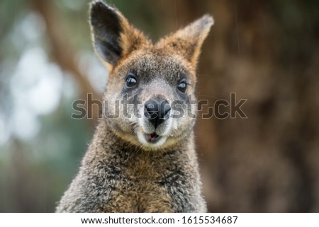 An extremely surprised looking wallaby from Kangaroo Island
