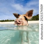 Exuma Bahamas Pigs animals travel