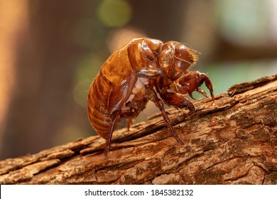 Exuvia Of Typical Cicada, An Exoskeleton Abandoned In The Process Of Maturation Of The Insect Called Ecdysis