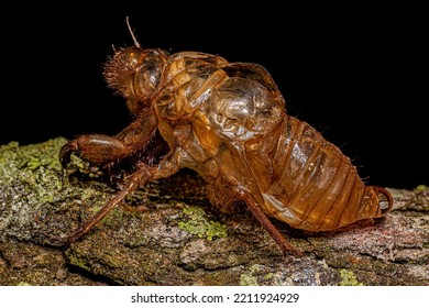 Exuvia Of Typical Cicada, An Exoskeleton Abandoned In The Process Of Maturation Of The Insect Called Ecdysis