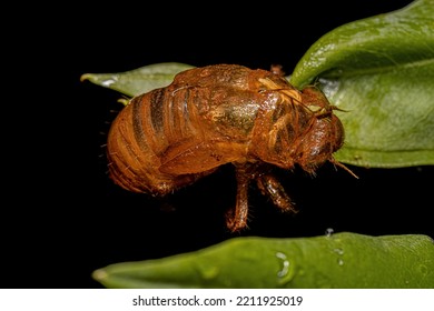 Exuvia Of Typical Cicada, An Exoskeleton Abandoned In The Process Of Maturation Of The Insect Called Ecdysis