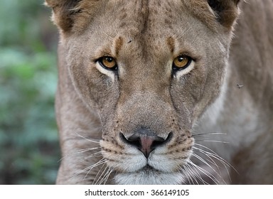 Eye to Eye