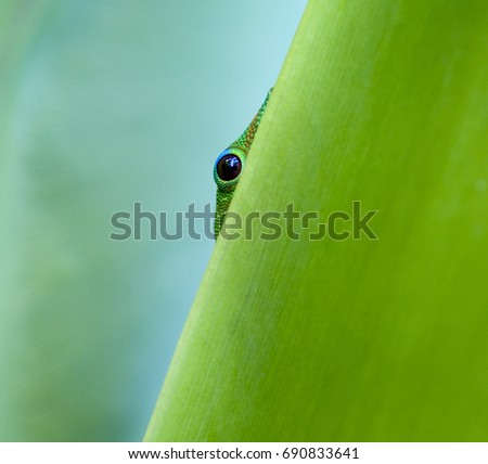 Eye