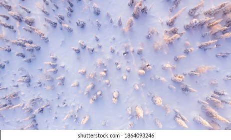 Bird’s eye aerial view, group of travelers walking together on snowy path in white coniferous forest trees covered by snow,tourists discover lands on expedition in Lapland. Hiking in Riisitunturi park