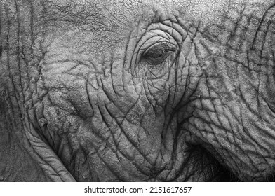 12,645 African bull elephant Images, Stock Photos & Vectors | Shutterstock