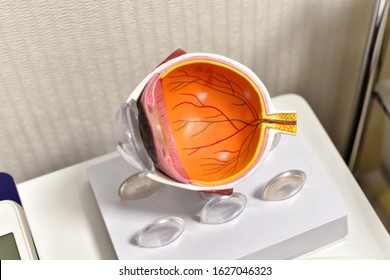 Eye Anatomy, Human Eye Cross Section Physiology, Model Of Cornea And Lens For Ophthalmologist To Explain Myopia Patient.