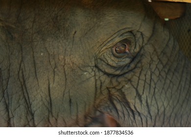 The Eye Of An Asian Elephant Close Up