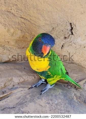 Eye Bird Beak Human body Parrot Feather