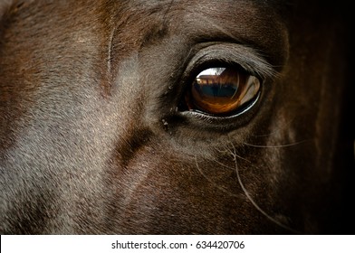 Eye of a black horse - Shutterstock ID 634420706