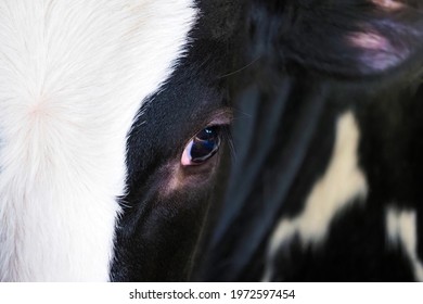 Eye of a black and white cow close-up. Cow head and eye - Powered by Shutterstock