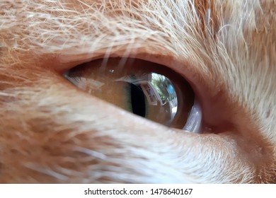 Mata Kucing Images, Stock Photos u0026 Vectors  Shutterstock