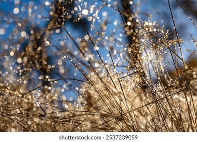 Eye catching Safari dry grass - Powered by Shutterstock