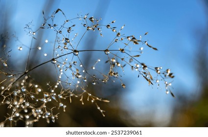 Eye catching Safari dry grass - Powered by Shutterstock