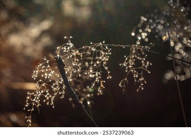 Eye catching Safari dry grass - Powered by Shutterstock