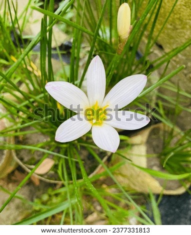 An eye catching whiteflower .