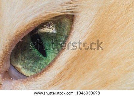 eye cats close-up