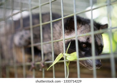 Eye Of Civet, Civet In Cage