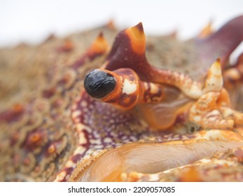 Eye Closeup On Spiny Rock Lobster.