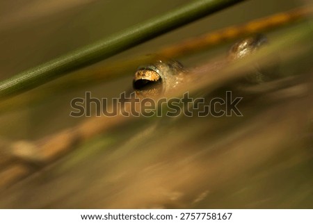 Eye of common toad (Bufo bufo)