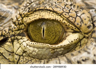 5,023 Crocodile eye macro Images, Stock Photos & Vectors | Shutterstock