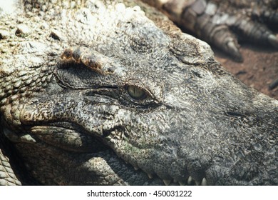Eye of crocodile